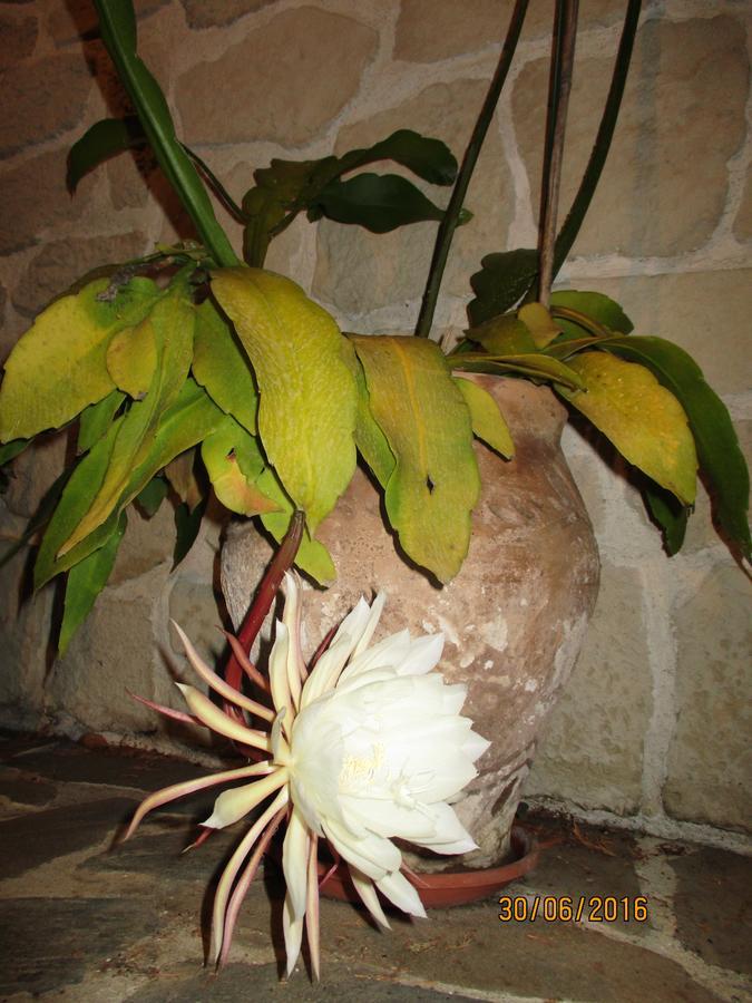 Les Mimosas Bed and Breakfast Menton Exterior foto